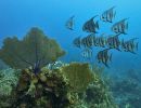 underwater