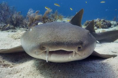 underwater