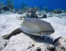 underwater