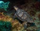 underwater