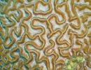 underwater