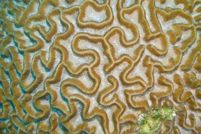 underwater