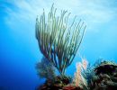 underwater