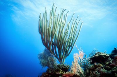 underwater