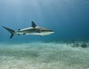 underwater