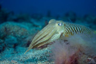 underwater